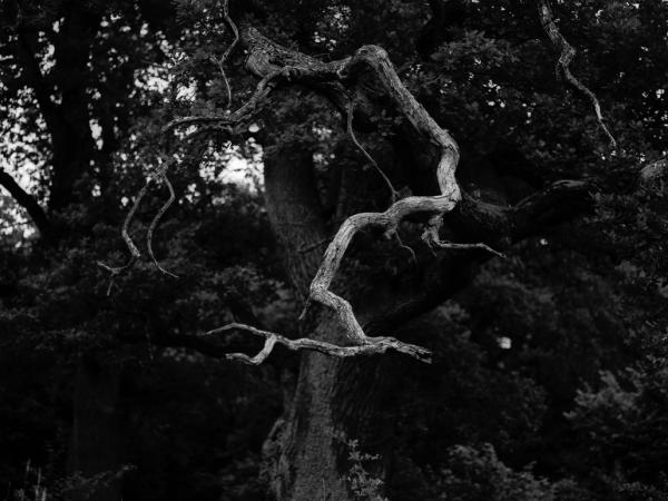 Oak near Svedala, Sweden. © Gustaf Emanuelsson