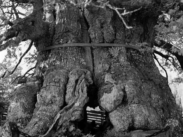 © Gustaf Emanuellson. All rights reserved.