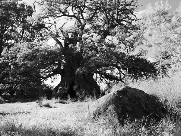 © Gustaf Emanuellson. All rights reserved.