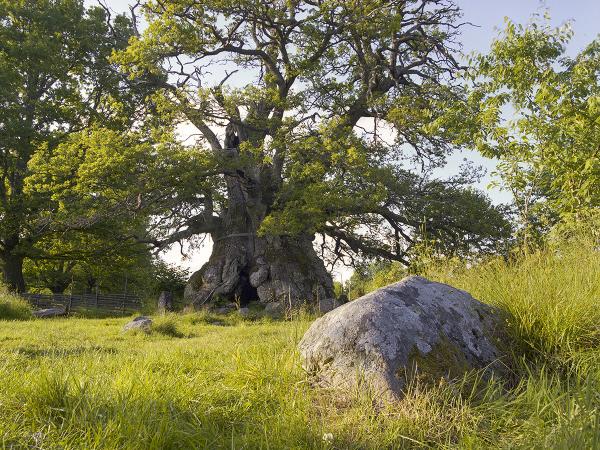 © Gustaf Emanuellson. All rights reserved.