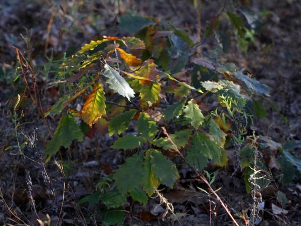 Quercus prinoides in Sand Prairie-Scrub Oak Nature Preserve - Photo: J. Fagerholm