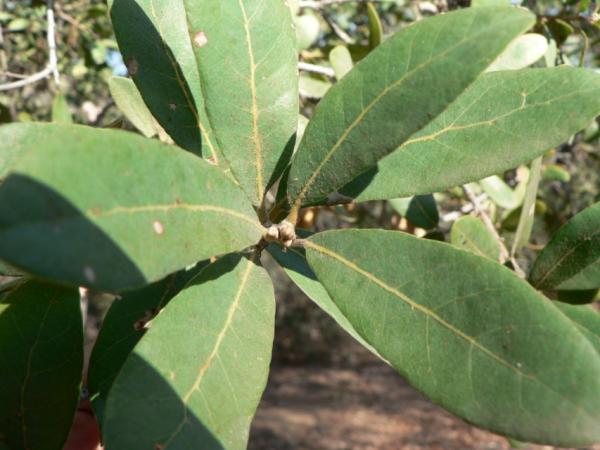 07/10/12. Arboretum des Pouyouleix. Quercus engelmannii Greene. Photo: M.P. Thuaud.