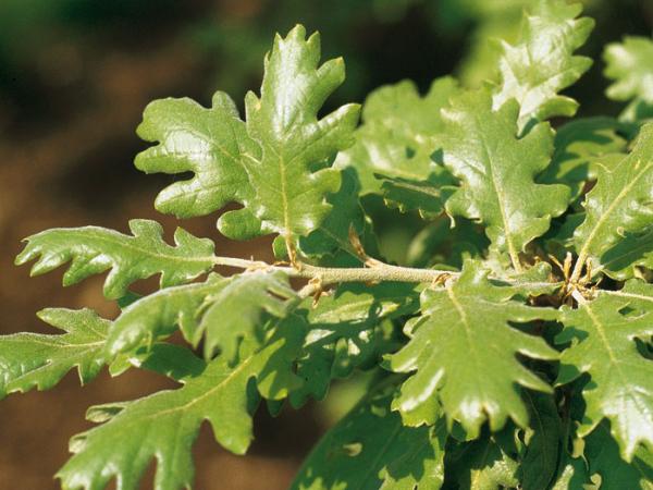 Young leaves, Collection Timacheff, Lasne, Belgium