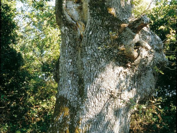 Chêne à l'oreille, Domaine des Courmettes, Alpes-Maritimes