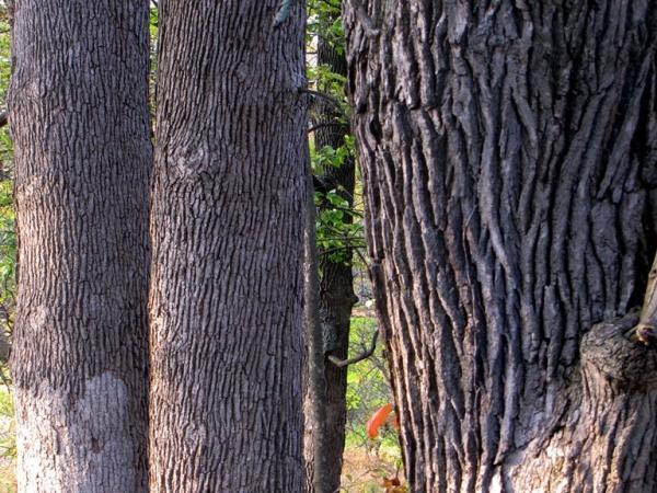 Quercus alba and Q. macrocarpa
