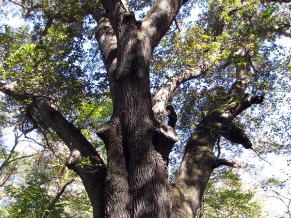 State champion Quercus pagoda in Heron Pond - Photo: G. Sternberg