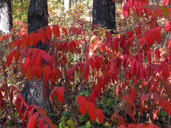 Rhus glabra at Shoal Creek - Photo: G. Sternberg