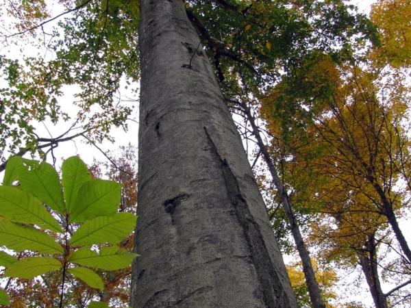 Fagus grandifolia in Warren Woods - Photo: G. Sternberg