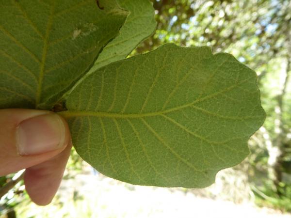 Quercus greggii, University of California Botanical Garden at Berkeley © Roderick Cameron