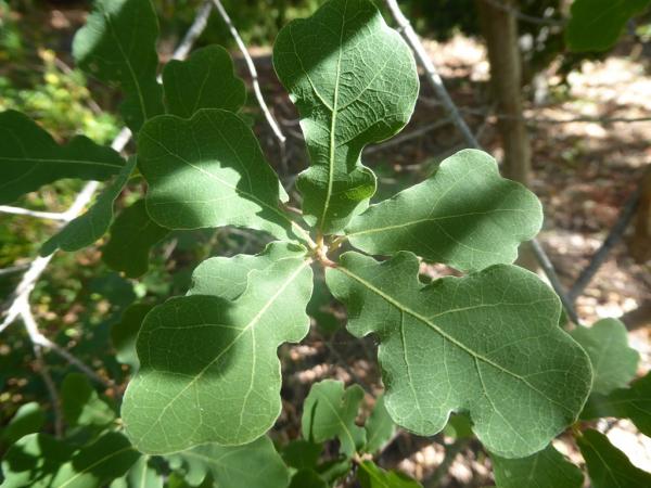 Quercus grisea, University of California Botanical Garden at Berkeley © Roderick Cameron
