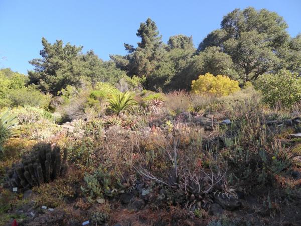 University of California Botanical Garden at Berkeley © Roderick Cameron