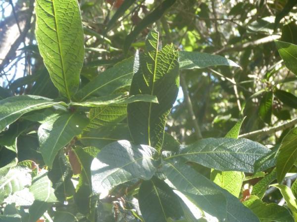 Quercus rysophylla, University of California Botanical Garden at Berkeley © Roderick Cameron