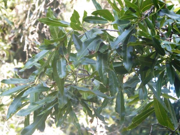 Quercus gentryi, University of California Botanical Garden at Berkeley © Roderick Cameron