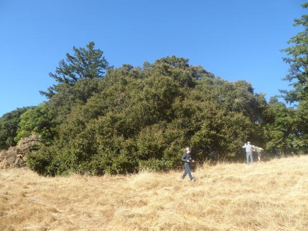 Quercus chrysolepis, Long Ridge Open Space © Roderick Cameron