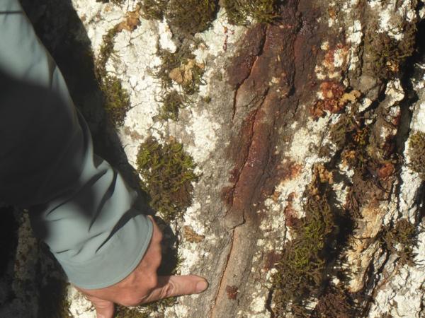 Sudden oak death symptoms on Quercus agrifolia in Long Ridge Open Space © Roderick Cameron