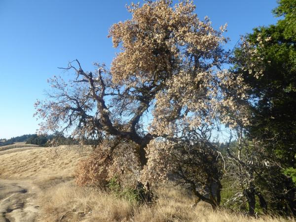 Quercus agrifolia affected by sudden oak death, Long Ridge Open Space © Roderick Cameron