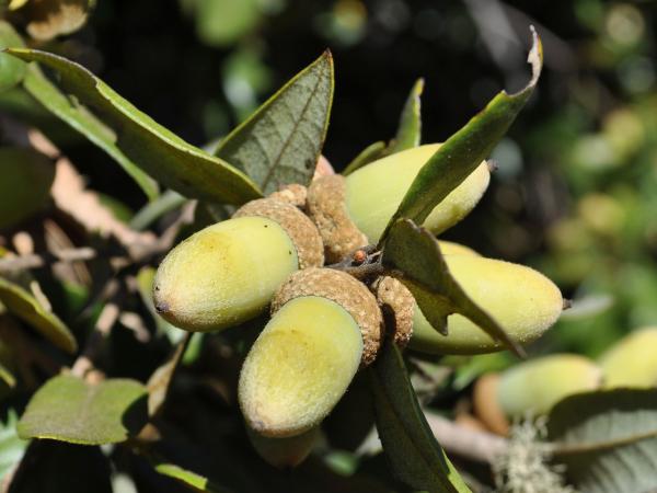 Quercus chrysolepis, Long Ridge Open Space © Charles Snyers