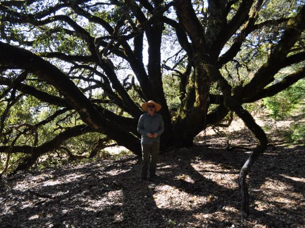 Dave Muffly and Quercus chrysolepis, Long Ridge Open Space © Charles Snyers