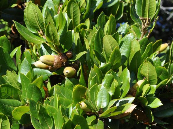 Quercus parvula var. shrevei, Long Ridge Open Space © Charles Snyers