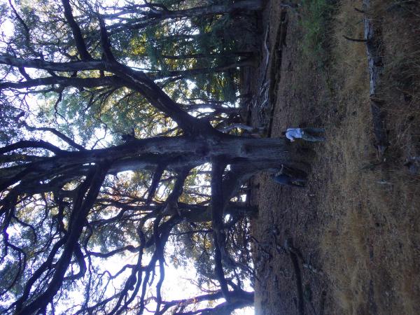 Peter Laharrague measures a veteran Quercus chrysolepis in Long Ridge Open Space, Dan Keiser assists © Tom Fry