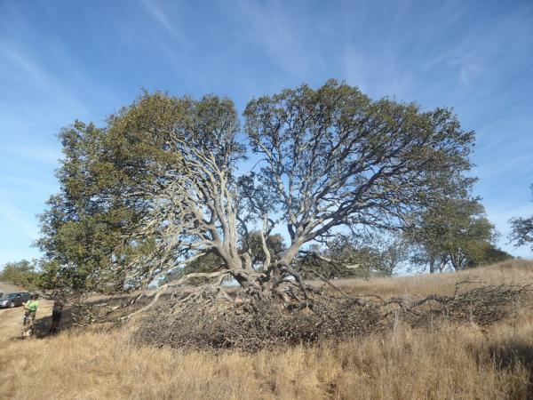 Dave Muffly called this blue oak "The Brain", the canopy resembles the two hemispheres of a brain, especially after losing a large branch, The Dish at Stanford © Roderick Cameron