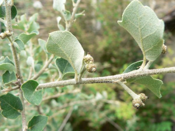 07/10/12. Arboretum des Pouyouleix. Quercus cordifolia Trel. Photo: M.P. Thuaud.