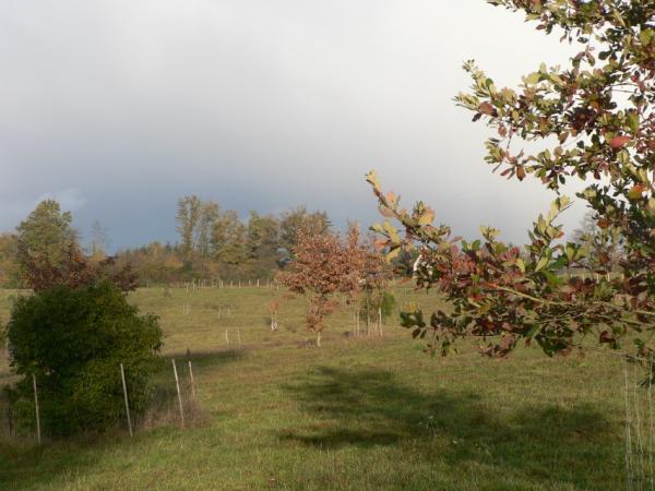 07/10/12. Arboretum des Pouyouleix.From bottom left, Q. myrsinifolia Blume, Q. variabilis Blume, Q. fabri Hance. Photo: M.P. Thuaud.