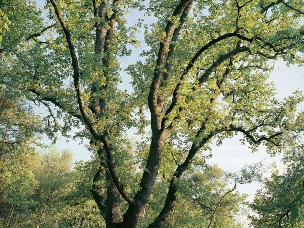 Mouans-Sartoux, Grasse, Alpes-Maritimes