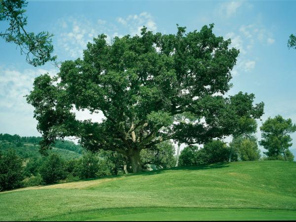 Golf St-Donat, Mouans-Sartoux, Grasse, Alpes-Maritimes