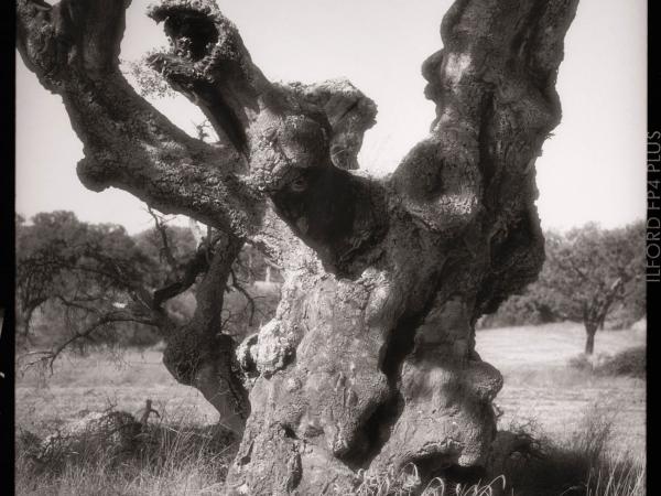 Quercus suber, Alentejo, Portugal
