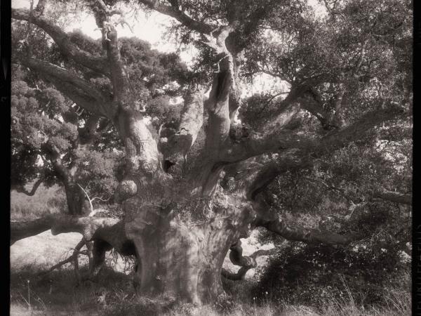 Quercus suber, Alentejo, Portugal
