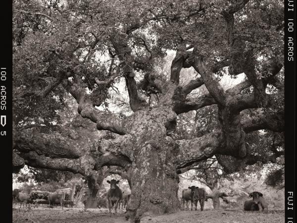 Quercus suber, Alentejo, Portugal
