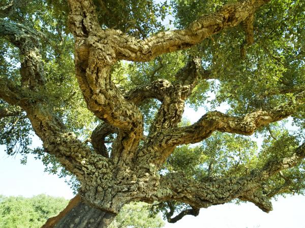 Quercus suber, Sao Luis, Portugal