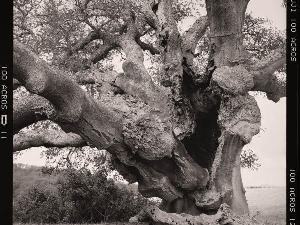 Quercus suber, Alentejo, Portugal