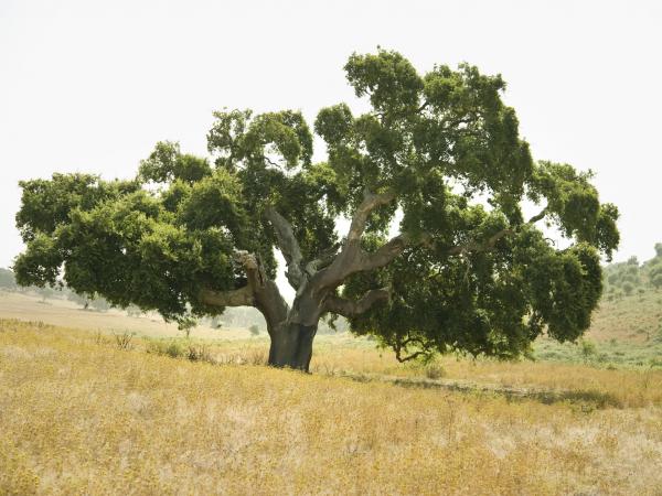 Quercus suber, Moinho do Lage, Portugal