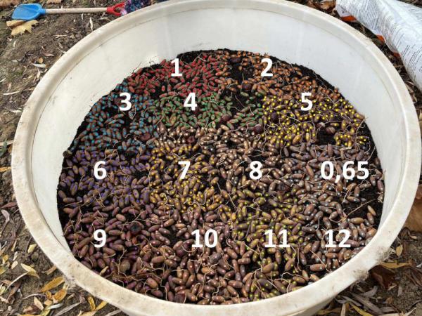 A1's 2024 crop of acorns