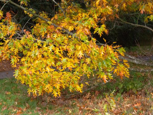 Quercus ×benderi at Kew 