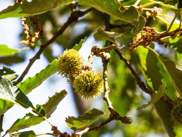 Quercus afares, Kew, © James MacEwen