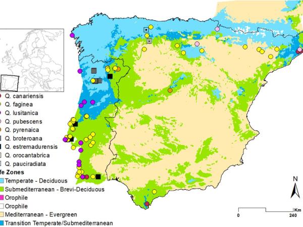 Figure 1: Iberian White oaks sampling distribution. Sampling locations are placed above the main biogeographic lifezones obtained by modelling deciduous (Temperate-Eurosiberian) and brevi-deciduous/marcescent (Submediterranean) oaks, with the overlap of both lifezones considered to be transitional (Eurosiberian-Submediterranean). Squares represent true roburoid oaks and circles represent former Sect. Dascia and Sect. Galliferae species. Adapted from Vila-Viçosa et al. (2019). Taxon labels reflect the original field and literature-based sampling identifications. Figure 1: Iberian White oaks sampling distribution. Sampling locations are placed above the main biogeographic lifezones obtained by modelling deciduous (Temperate-Eurosiberian) and brevi-deciduous/marcescent (Submediterranean) oaks, with the overlap of both lifezones considered to be transitional (Eurosiberian-Submediterranean). Squares represent true roburoid oaks and circles represent former Sect. Dascia and Sect. Galliferae species. Adapted from Vila-Viçosa et al. (2019). Taxon labels reflect the origin