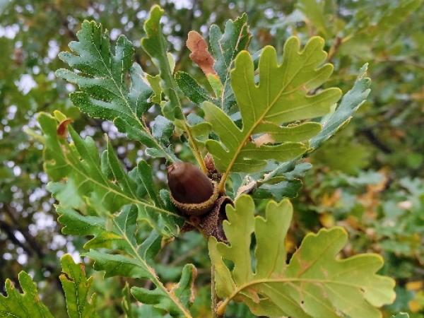 Quercus vulcanica acorn and leaves Quercus vulcanica acorn and leaves
