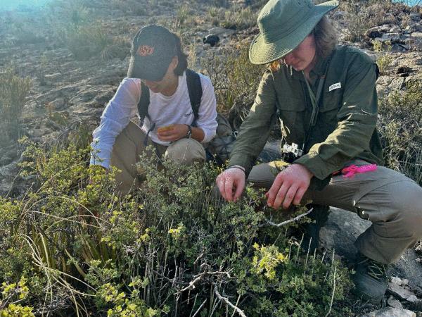 Lainey Kirshberger and Ryan Silver, students at Oklahoma State University, participated in the fieldwork and will lead the genetic and epigenetic analysis under the supervision of Dr. Antonio R. Castilla.
