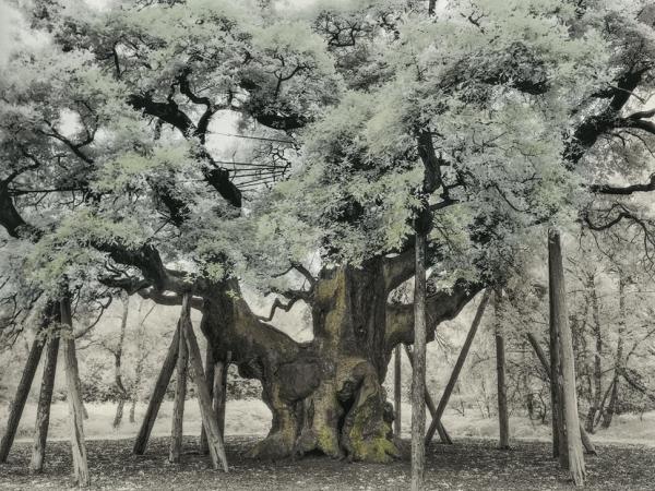 The Major Oak by Beth Moon