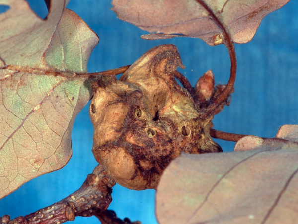 The gall formed by the asexual generation of Andricus coriarius on putative Q. robur, Wiesbaden, Hessen, Germany
