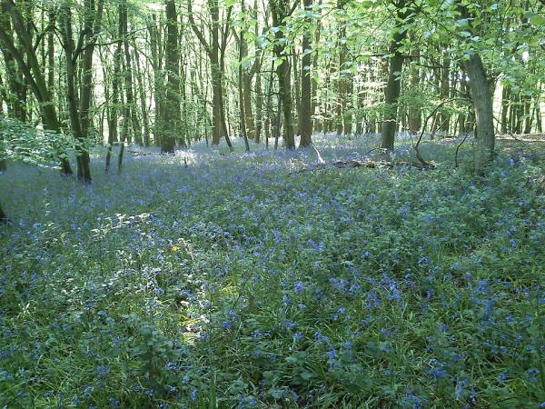 Spring in Wytham Woods © Paul Trafford. Reproduced under the Creative Commons Attribution 2.0 licence Spring in Wytham Woods © Paul Trafford. Reproduced under the Creative Commons Attribution 2.0 licence