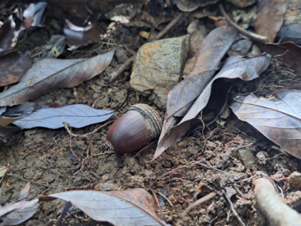 Quercus miyagii acorn and dried leaves