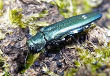 Agrilus biguttatus, commonly known as the oak splendor beetle or the two-spotted borer
