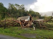 Catalpa destroyed by tornado
