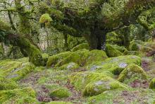 Possibly the only famous fragment of temperate rainforest in Britain: Wistman’s Wood on Dartmoor, Devon © Alan Hunt - reproduced under Creative Commons Attribution Share-alike license 2.0