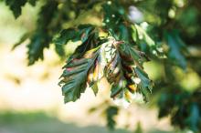 Beech tree leaf disease