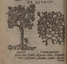 Image from Enarrationes